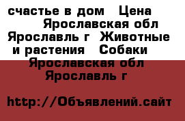 счастье в дом › Цена ­ 10 000 - Ярославская обл., Ярославль г. Животные и растения » Собаки   . Ярославская обл.,Ярославль г.